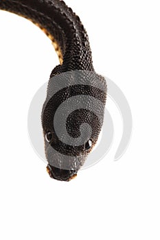 The dragon snake, Javan tubercle snake, Javan mudsnake, or rough-backed litter snake Xenodermus javanicus on white background