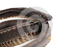 The dragon snake, Javan tubercle snake, Javan mudsnake, or rough-backed litter snake Xenodermus javanicus on white background