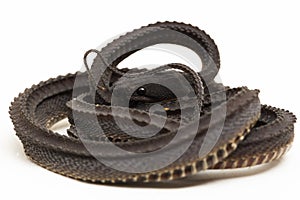 The dragon snake, Javan tubercle snake, Javan mudsnake, or rough-backed litter snake Xenodermus javanicus on white background