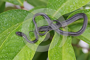 A dragon snake is looking for prey in the bushes.