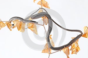 A dragon snake is looking for prey on a dry tree branch.