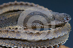 Dragon snake / Xenodermus javanicus photo