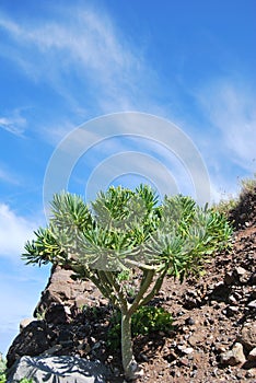 Dragon tree