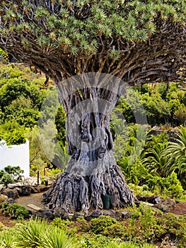 Dragon Tree