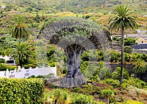 Dragon Tree