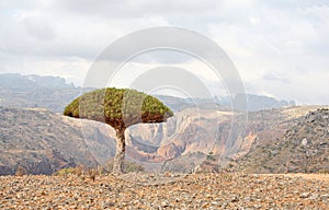 Dragon tree