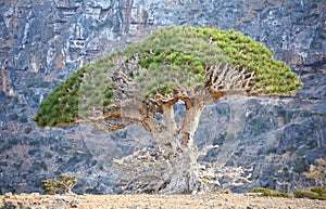 Dragon tree