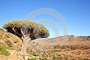 Dragon tree