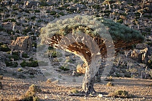 Dragon tree