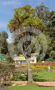 Dragon tree in the bryant park, kodaikanal.