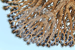 Dragon tree - Dracaena cinnabari