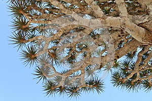 Dragon tree - Dracaena cinnabari photo