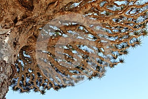 Dragon tree - Dracaena cinnabari photo