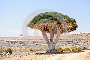 Dragon tree (Dracaena cinnabari) in Socotra island, Yemen photo