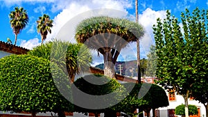 Dragon tree Dracaena draco in Arucas town center of Gran Canar