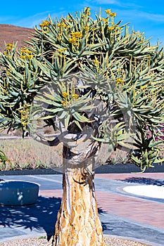 Dragon tree, Dracaena draco in Icod de los Vinos, Canary islands, Spain