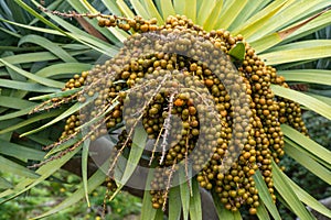 Dragon Tree (Dracaena draco) orange berries