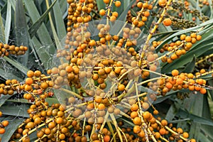 Dragon Tree (Dracaena draco) orange berries