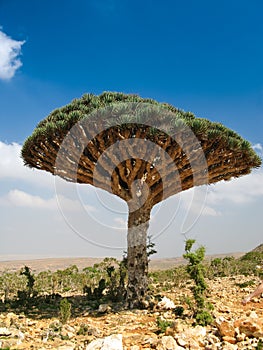 Dragon tree, endemic plant of Socotra island Yemen
