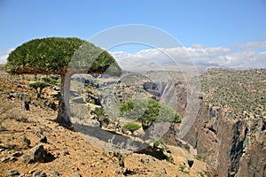 Dragon tree forest in Dixam canyon, Socotra Island, Yemen