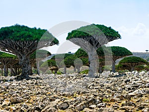 Dragon tree forest, endemic plant of Socotra island Yemen