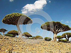 Dragon tree forest, Socotra island, Yemen