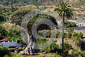 Dragon Tree of Icod de los Vinos photo