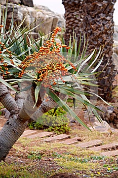 Dragon tree with its semen