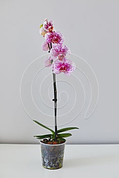 Dragon Tree Maple or Acker`s Sweety Dragon phalaenopsis pink with pattern from private collection home grown beautiful blooming