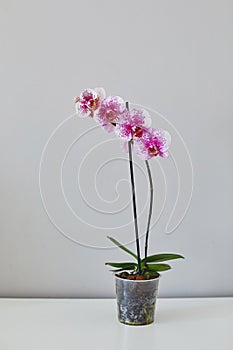 Dragon Tree Maple or Acker`s Sweety Dragon phalaenopsis pink with pattern from private collection home grown beautiful blooming