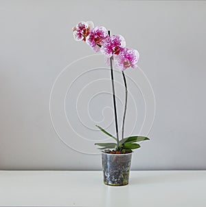 Dragon Tree Maple or Acker`s Sweety Dragon phalaenopsis pink with pattern from private collection home grown beautiful blooming