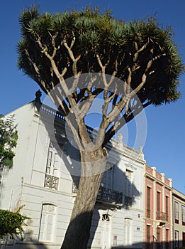 Dragon tree