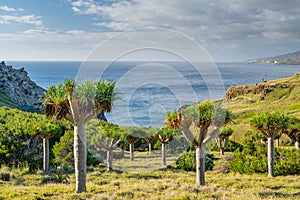 Dragon tree on Ponta de Sao Lourenco Madeira Island