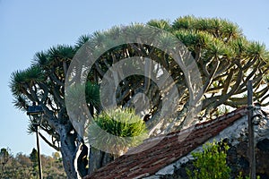 Dragon tree of Puntagorda