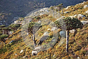 Dragon tree with Socotra mountains background