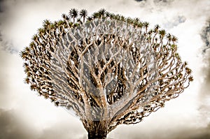 Dragon tree. Special tree top. Drago de Icod. Tropical tree. Tenerife, Canary Islands