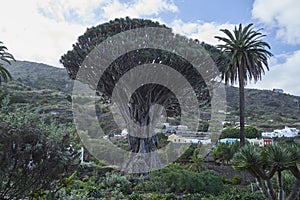 Dragon Tree Tenerife