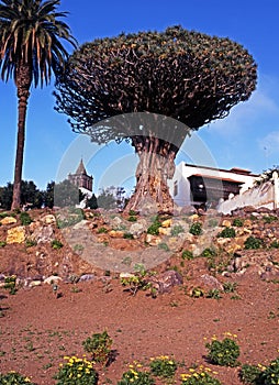 The Dragon Tree, Tenerife.