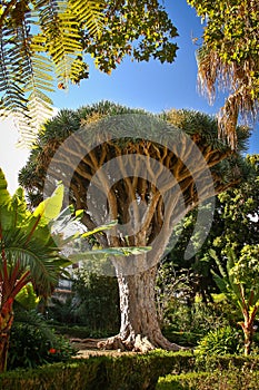 Dragon tree in town of La Orotava, Tenerife, Canary Islands