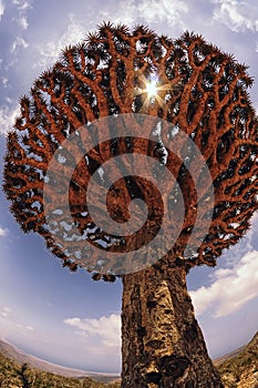 Dragon Tree. Yemen. Socotra. Endemic plants.