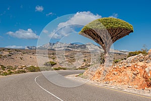 Dragon trees at Dixam plateau, Socotra Island, Yemen