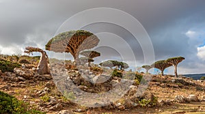 Dragon trees at Dixam plateau, Socotra Island, Yemen