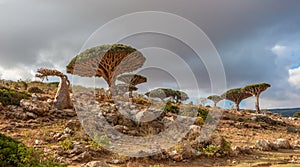Dragon trees at Dixam plateau, Socotra Island, Yemen photo