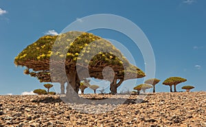 Dragon trees at Dixam plateau, Socotra, Yemen photo