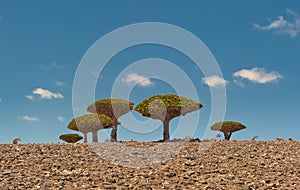 Dragon trees at Dixam plateau, Socotra, Yemen