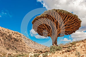 Dragon trees on Socotra Island, Yemen