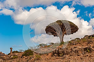 Dragon trees on Socotra Island, Yemen