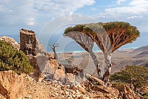 Dragon trees on Socotra Island, Yemen