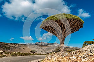 Dragon trees on Socotra Island, Yemen