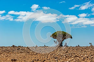 Dragon trees on Socotra Island, Yemen